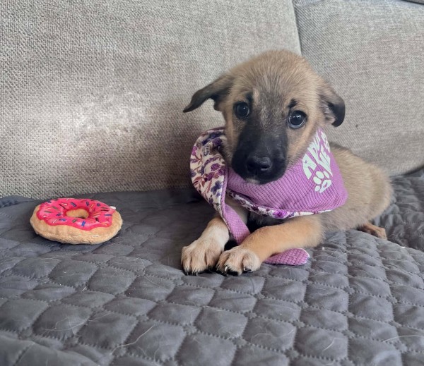 BLENDA is eagerly waiting for a home - your new loyal friend from the shelter