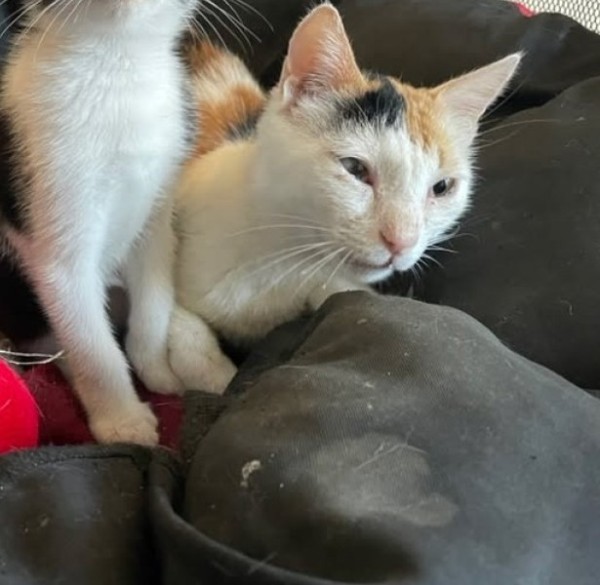 ERIKA is eagerly waiting for a home - your new loyal friend from the shelter
