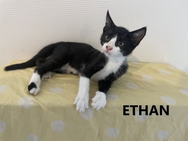 ETHAN is eagerly waiting for a home - your new loyal friend from the shelter