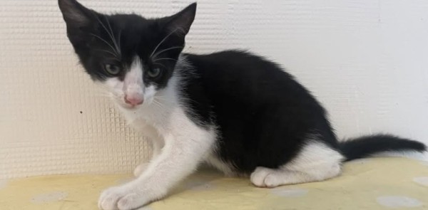 ENZO is eagerly waiting for a home - your new loyal friend from the shelter