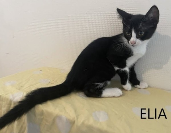 ELIA is eagerly waiting for a home - your new loyal friend from the shelter