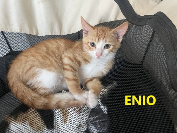 ENIO is eagerly waiting for a home - your new loyal friend from the shelter