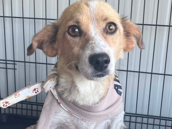 BETTY is eagerly waiting for a home - your new loyal friend from the shelter