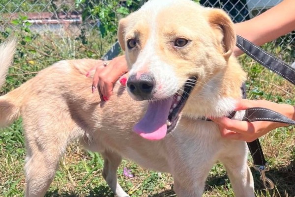 SHARPI is eagerly waiting for a home - your new loyal friend from the shelter