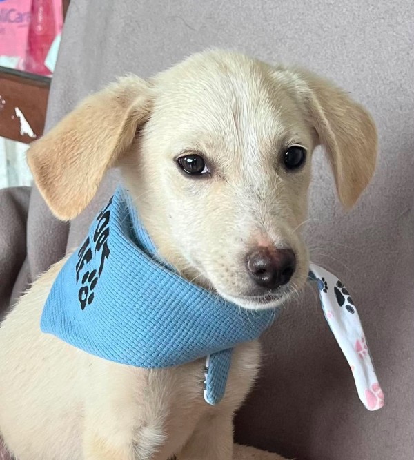 CASH is eagerly waiting for a home - your new loyal friend from the shelter
