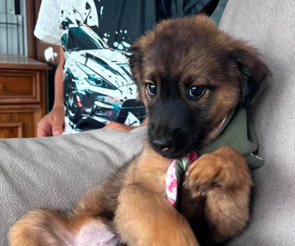 ROCKY BALBOA is eagerly waiting for a home - your new loyal friend from the shelter