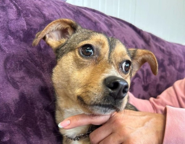 LISA is eagerly waiting for a home - your new loyal friend from the shelter
