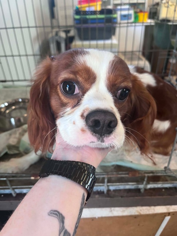 ALEX is eagerly waiting for a home - your new loyal friend from the shelter