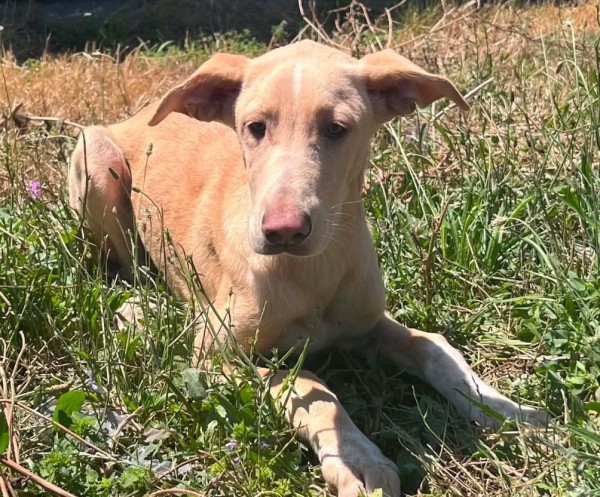 VANIA is eagerly waiting for a home - your new loyal friend from the shelter