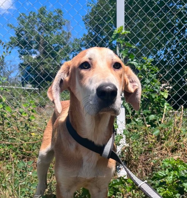 RUMI is eagerly waiting for a home - your new loyal friend from the shelter