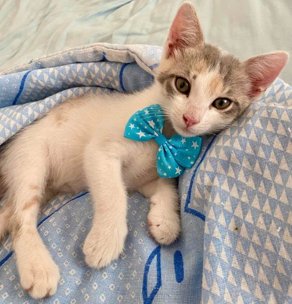 RUMINA is eagerly waiting for a home - your new loyal friend from the shelter