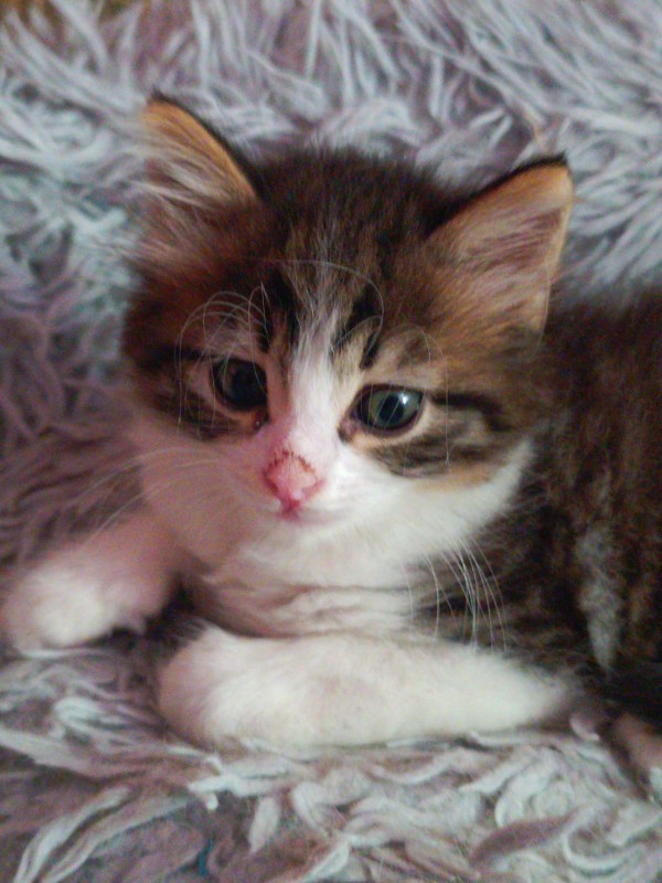 SWEETY is eagerly waiting for a home - your new loyal friend from the shelter