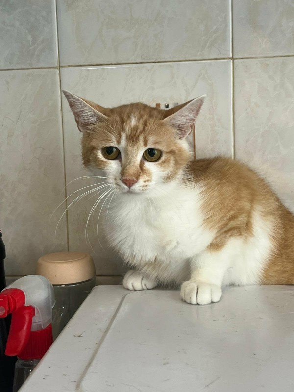 ZOE is eagerly waiting for a home - your new loyal friend from the shelter