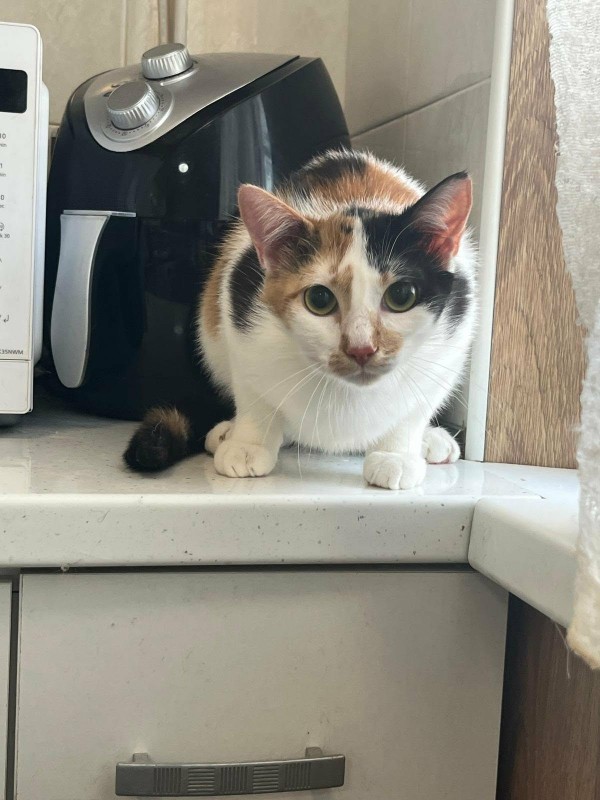 PERLA is eagerly waiting for a home - your new loyal friend from the shelter