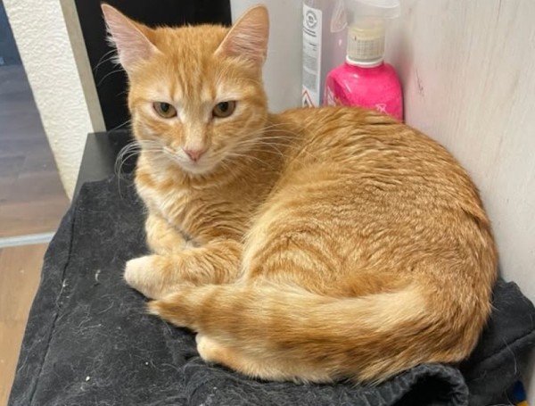 ACHO is eagerly waiting for a home - your new loyal friend from the shelter