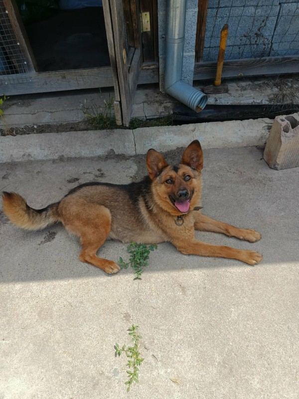 ALI is eagerly waiting for a home - your new loyal friend from the shelter