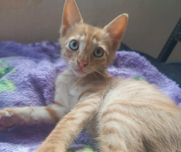 FUDJI is eagerly waiting for a home - your new loyal friend from the shelter