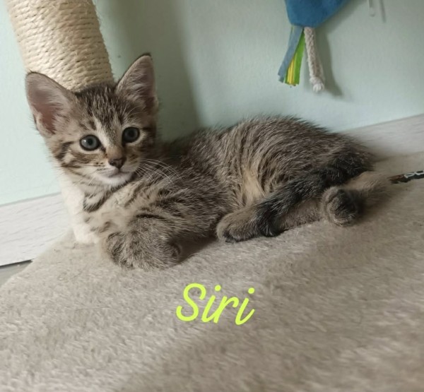 SIRI is eagerly waiting for a home - your new loyal friend from the shelter