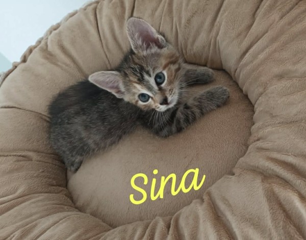 SINA is eagerly waiting for a home - your new loyal friend from the shelter
