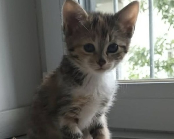 STELLA is eagerly waiting for a home - your new loyal friend from the shelter
