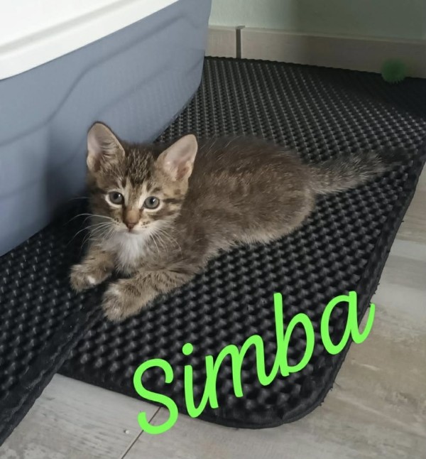 SIMBA is eagerly waiting for a home - your new loyal friend from the shelter