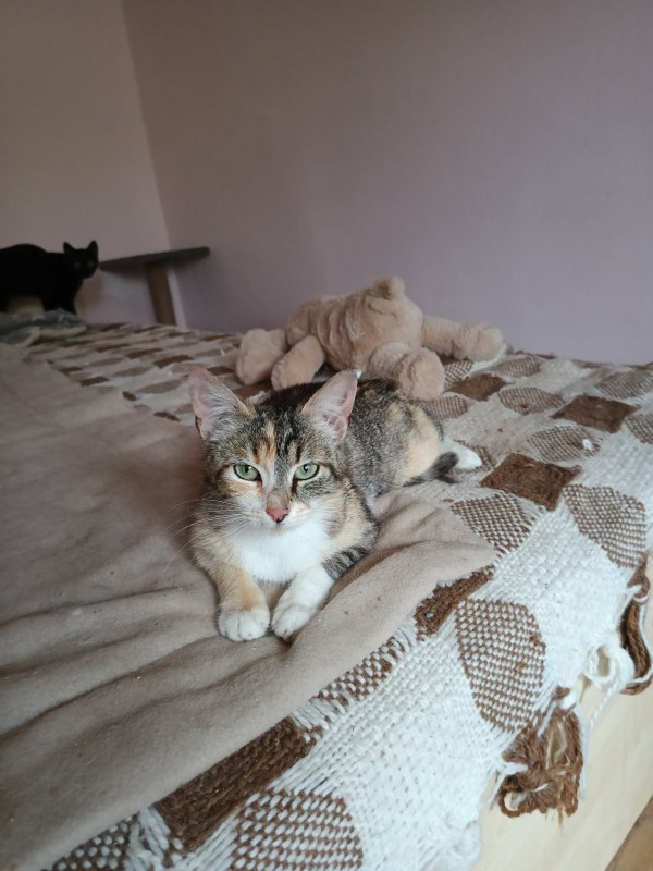 ZINA is eagerly waiting for a home - your new loyal friend from the shelter