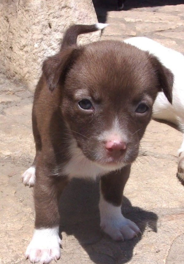 AARON is eagerly waiting for a home - your new loyal friend from the shelter