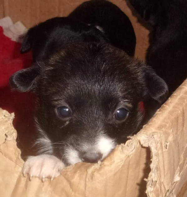 AMICA is eagerly waiting for a home - your new loyal friend from the shelter