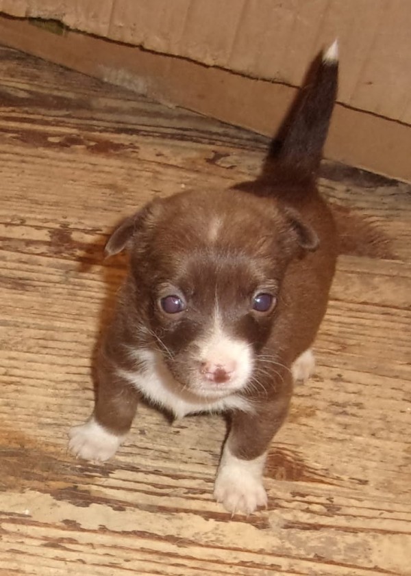 ANOUK is eagerly waiting for a home - your new loyal friend from the shelter