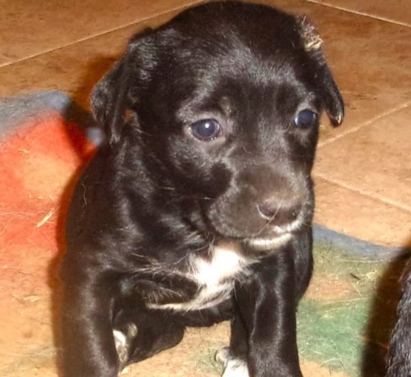 APRIL is eagerly waiting for a home - your new loyal friend from the shelter