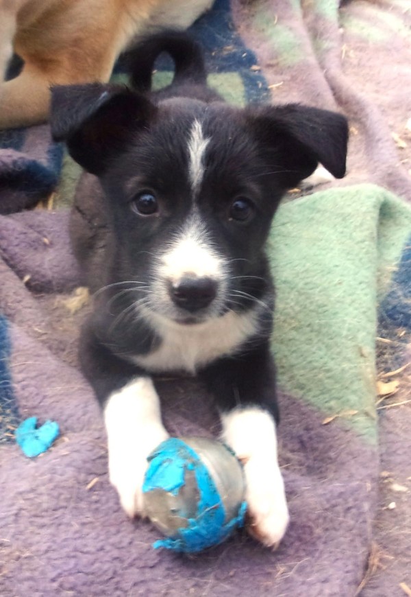 AURI is eagerly waiting for a home - your new loyal friend from the shelter