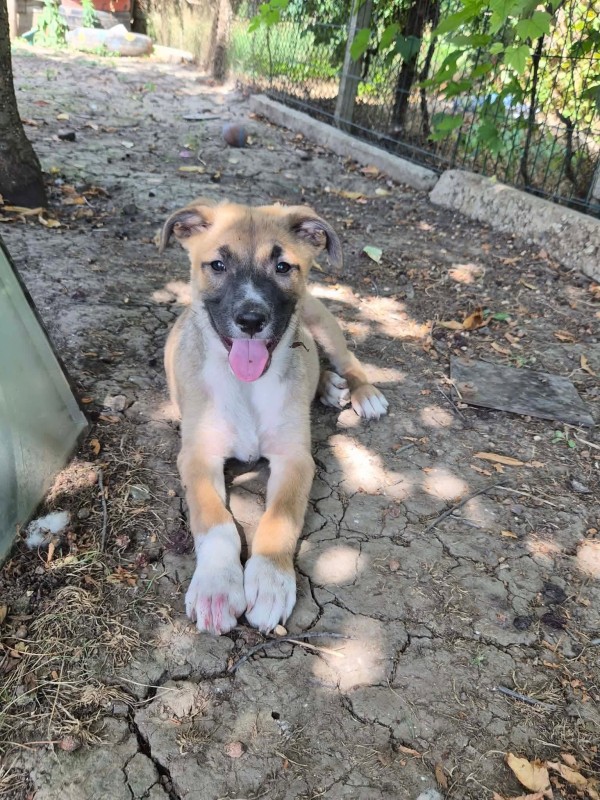 LUIGI is eagerly waiting for a home - your new loyal friend from the shelter