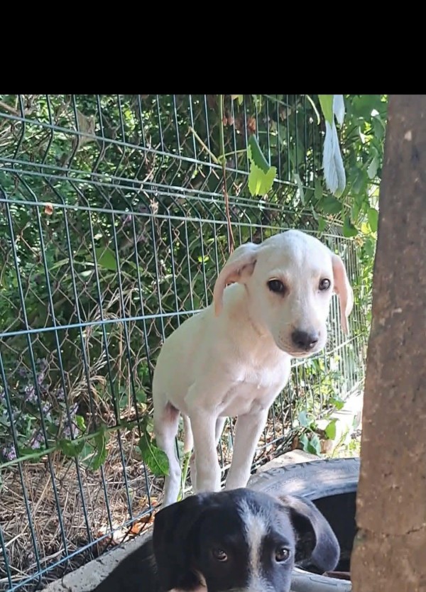 YOSHI is eagerly waiting for a home - your new loyal friend from the shelter