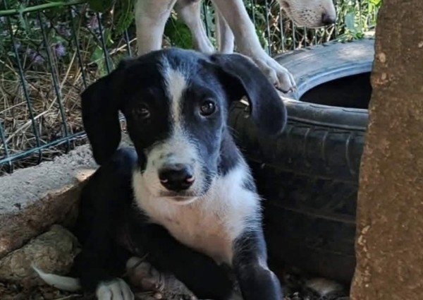 TOAD is eagerly waiting for a home - your new loyal friend from the shelter