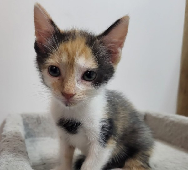 SMARTIE is eagerly waiting for a home - your new loyal friend from the shelter