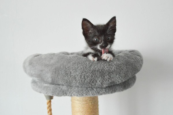 SENA is eagerly waiting for a home - your new loyal friend from the shelter