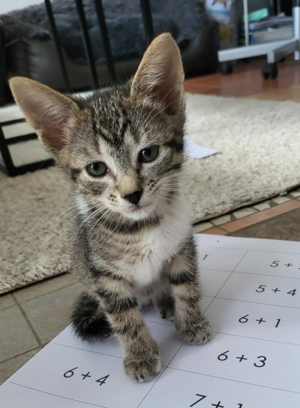 SAMBA is eagerly waiting for a home - your new loyal friend from the shelter