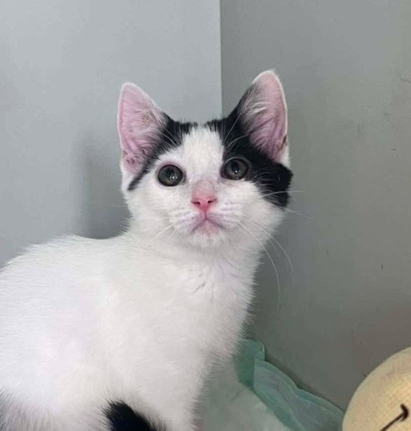 ELENA is eagerly waiting for a home - your new loyal friend from the shelter