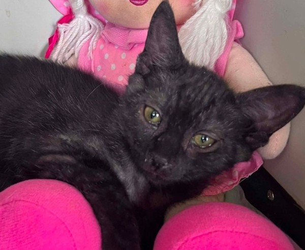 TOMA is eagerly waiting for a home - your new loyal friend from the shelter