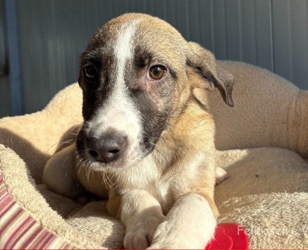 RANDY is eagerly waiting for a home - your new loyal friend from the shelter