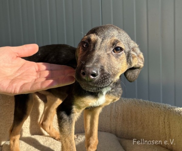 ROY is eagerly waiting for a home - your new loyal friend from the shelter