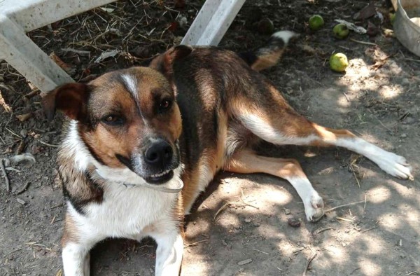ZEZA is eagerly waiting for a home - your new loyal friend from the shelter