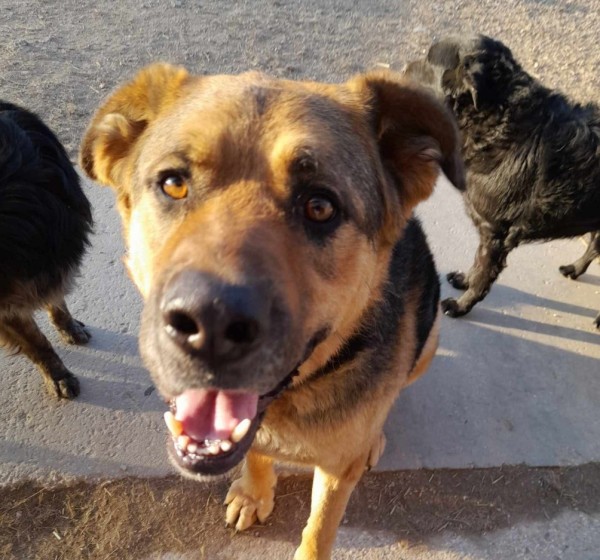 TOMAS is eagerly waiting for a home - your new loyal friend from the shelter
