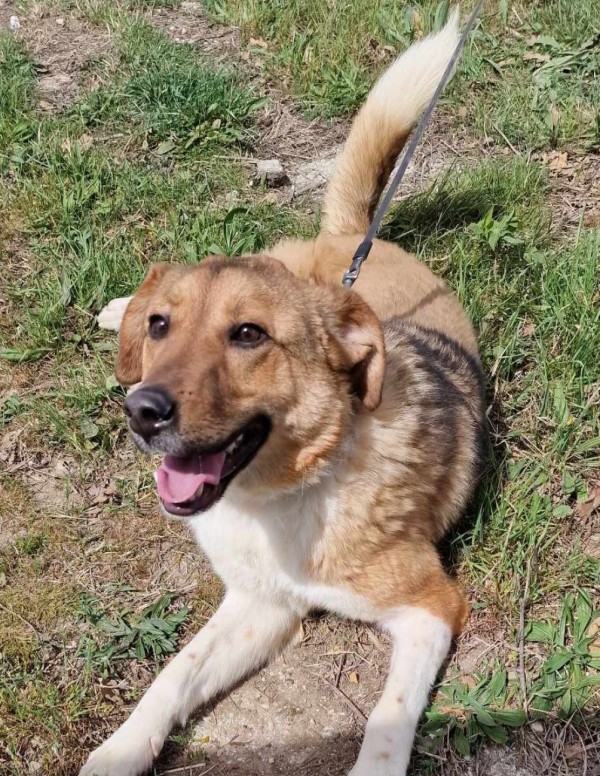 PAPAYA is eagerly waiting for a home - your new loyal friend from the shelter