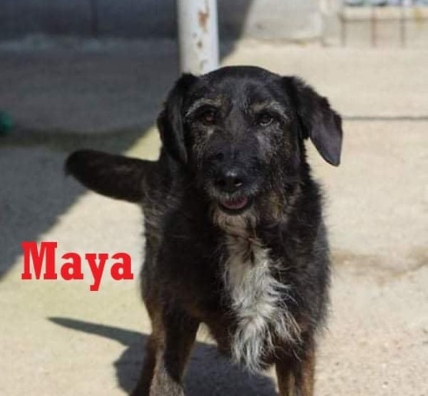 MAYA is eagerly waiting for a home - your new loyal friend from the shelter
