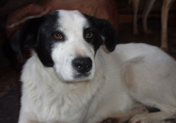 IZAAK is eagerly waiting for a home - your new loyal friend from the shelter