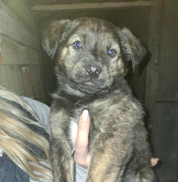 DENIS is eagerly waiting for a home - your new loyal friend from the shelter