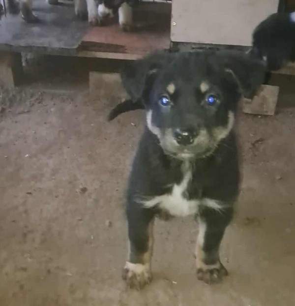 DENIRO is eagerly waiting for a home - your new loyal friend from the shelter