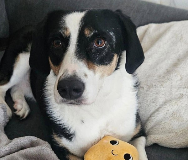 MILLY is eagerly waiting for a home - your new loyal friend from the shelter