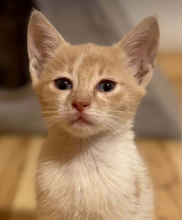 SIRIUS is eagerly waiting for a home - your new loyal friend from the shelter